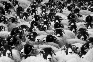 Avių ir avinų banda